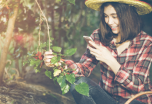Rasen mähen, Pool saugen, Musik und Beleuchtung: Alexa im Garten