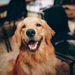 Smartphone-Anwendungen für Hunde: Eine umfassende Anleitung zur Auswahl und Nutzung von Apps für die Hundepflege Smartphone-Anwendungen für Hunde: Eine umfassende Anleitung zur Auswahl und Nutzung von Apps für die Hundepflege