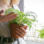 Garten-Apps: Digitale Gartenhelfer