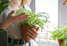 Garten-Apps: Digitale Gartenhelfer