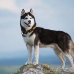 Fitness-Tracker für Haustiere: Wie aktiv sind Haustiere wirklich