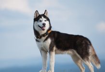 Fitness-Tracker für Haustiere: Wie aktiv sind Haustiere wirklich