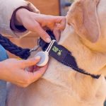 Crowdfunding-Gadget: Bremen Pet tag