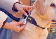 Crowdfunding-Gadget: Bremen Pet tag